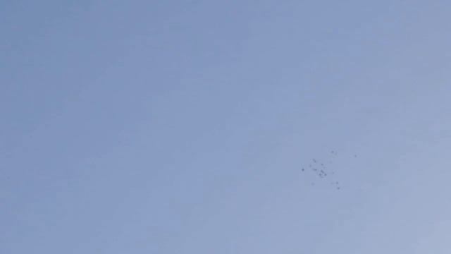 Появился тетеревятник голуби в небе смотреть онлайн