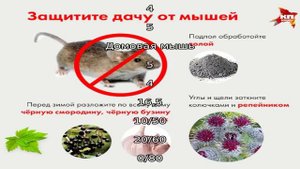 Будут ли мыши есть пенопласт