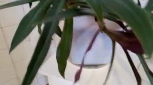 Как заставить рео цвести? Рео приметы и суеверия