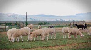 Funny farm animals sounds: - Cat, Dog, Elephant, Deer, Monkey, Sheep, Parrot - Cute animals