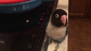 Смешные неразлучники