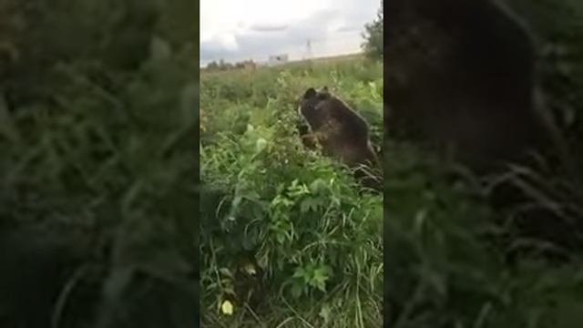 Медвежонок Вася и малина