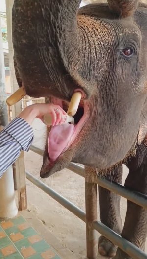 Кормим слонёнка. Слон пьёт молоко. Река Квай + Тайский Экспресс / Feeding the baby elephant #слон