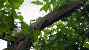 Томат Розовый клык, суперский такой. Хорошая завязь, красивый плод. Обзор томатов на 7.8.21.