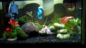 петушок и креветки  в 20 литров