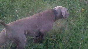 Молодой Веймаранер. Работа в поле по дергачу. (Young Weimaraner hunting)