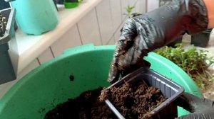 Укоренение гортензии в феврале