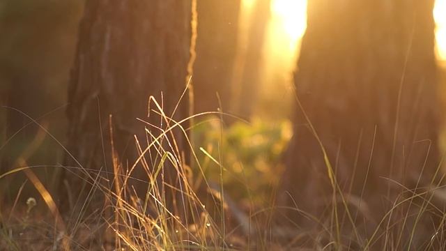 Мистическая исцеляющая музыка смотреть онлайн