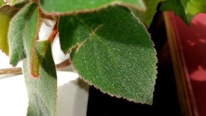 красивый красный комнатный цветок калерия