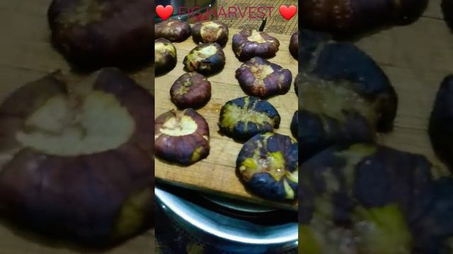 FIGS HARVESTED DRYING ON WOODEN CUTTING BOARD. PURPLE DELICIOUSNESS 😋💜😍 Sept 23 2022