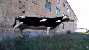 Dancing Polish Cow but Its Russian Hard Bass