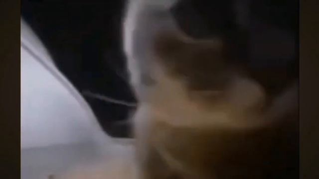 ТИПИ,ТИПИ,ЧАПА,ЧАПА...РАЗНЫЕ ВЕРСИИ ЭТОГО МЕМА!