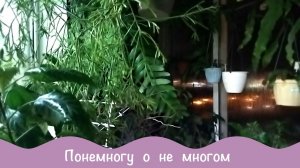 Слепила из того что было. Комнатные и садовые.