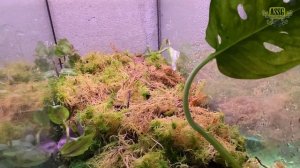 Новые террариумы: сетапы для лягушек-древолазов. Собираем вместе!