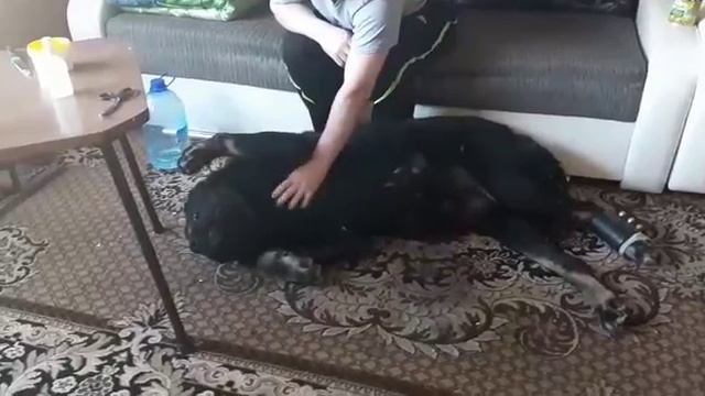 алабай