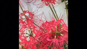 SPIDER LILLY- ПАУЧЬЯ ЛИЛИЯ