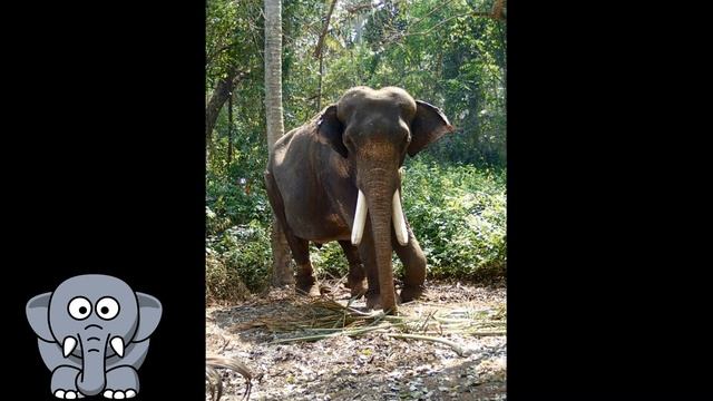 Аплікація " Веселе слоненя" смотреть онлайн