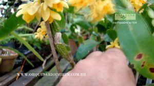 Dendrobium sulcatum