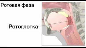 Акт глотания (анатомия человека)