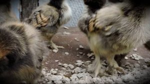 Павловские декоративные куры особенности содержания и разведения