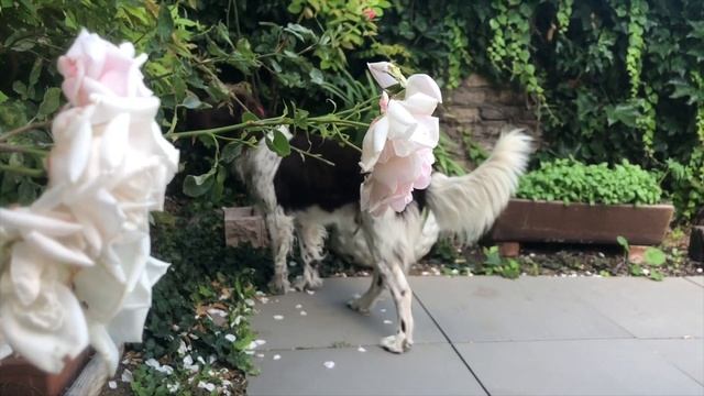 Strasbourg Exchange 2019 смотреть онлайн