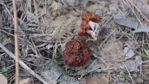 Где растёт Строчок обыкновенный? Типичный лес.