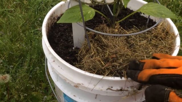 Как мульчировать перцы, томаты, баклажаны, огурцы и многое другое ...