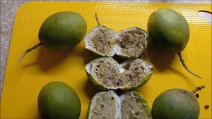 Маракуйя или пассифлора телесноцветная.Очень крупные и  спелые плоды в середине ноября.