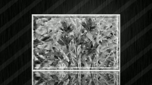 Игарка цветы 3