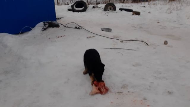 купила УГОЛЬ по 12 тыс ТОННА  ДВЕРЬ КУХНИ ПРИМЁРЗЛА