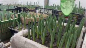 Выгонка тюльпанов к 8 марта в ящиках🌷!! 3я часть проливаем и опрыскиваем кальциевой селитрой