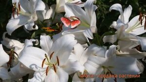 Лилия от-гибрид Замбези (lilium ot-hybrid zambezi) ? обзор: как сажать, луковицы лилии Замбези