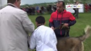 Барон. Чемпион Дагестана.