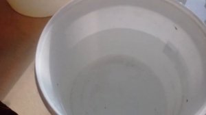 Вторая подкормка рассады. Кальциевая селитра.