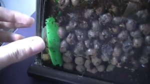 Phelsuma lineata terrarium