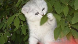Британские котята-серебристые шиншиллы