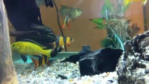 малавийци еллоу и лабео