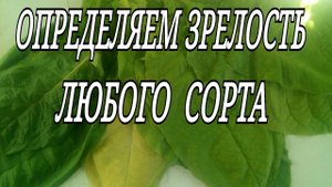 ДНЕВНИК ТАБАКОВОДА № 67 Определяем зрелость любого сорта ТАБАК