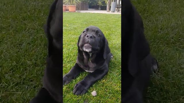 Unser letzter Cane Corso Rüde 10 Wochen alt aus Bonita und Paolo.