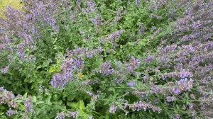 Котовник не только для котов!