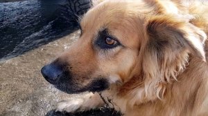 Хозяин выбросил собаку из машины и уехал. Она бежала вслед за авто...