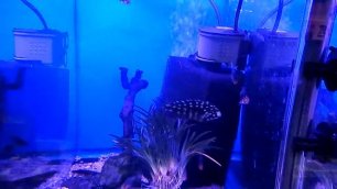 аквариумные рыбки, Трофеус звездчатый, Tropheus duboisi