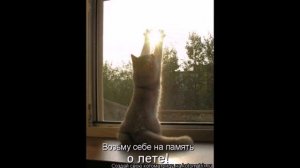 Смешные картинки про кошек и котят Выпуск №53  FUNNY CATS СМЕШНЫЕ КОШКИ