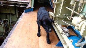 Выгрузка двигателя М504