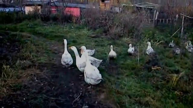 SCHERZO: Enten und Gänsen Zeit... (CTK - 5000) смотреть онлайн