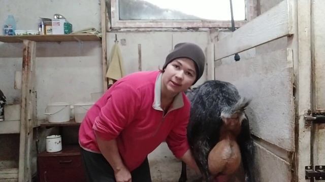 Козочки на продажу ??? Красотки ищут дом ? смотреть онлайн