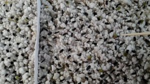 Первые всходы семян гастерий и хавортий