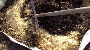 Правильная посадка клюквы сорта бергман .Cranberry bergman