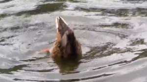 Vlog уточки отдыхают