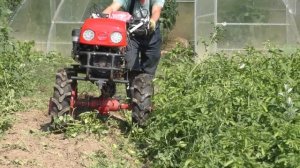 Мотоблок Shtenli 1900 со старинным плугом МТЗ. Копаем картошку. Вторая посадка картофеля в сезон